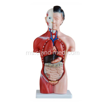 42cm bahagian torso 15 wanita